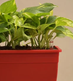 Money Plant Variegated - Set of 2