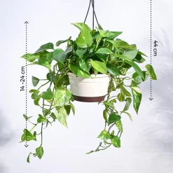 Money Plant Variegated With Hanging Pot