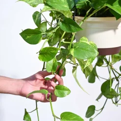 Money Plant Variegated With Hanging Pot