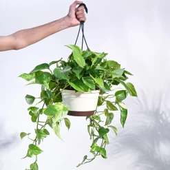 Money Plant Variegated With Hanging Pot