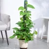 Money Plant Variegated with Moss Stick