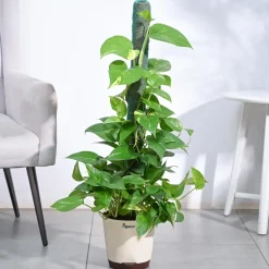 Money Plant Variegated with Moss Stick