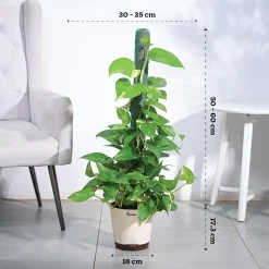 Money Plant Variegated with Moss Stick