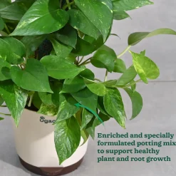 Money Plant Variegated with Moss Stick