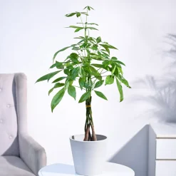 Money Tree