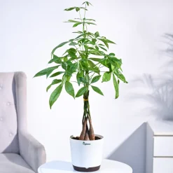Money Tree