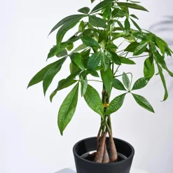 Money Tree