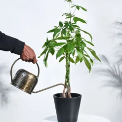 Money Tree