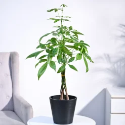 Money Tree