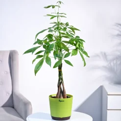 Money Tree