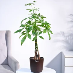 Money Tree