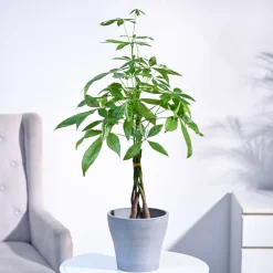 Money Tree