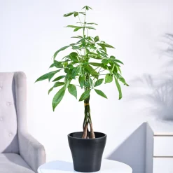 Money Tree