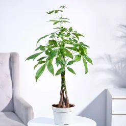 Money Tree