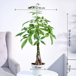 Money Tree