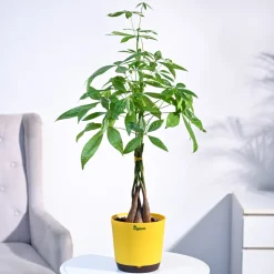 Money Tree