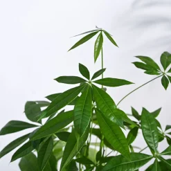 Money Tree