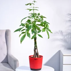 Money Tree