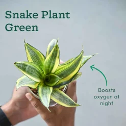 Monsoon Combo of 4 Indoor Plants for Home Decor