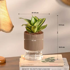 Monsoon Combo of 4 Indoor Plants for Home Decor