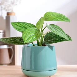 Monsoon Medley Ceramic Planter