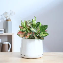 Monsoon Medley Ceramic Planter