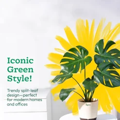 Monstera Deliciosa Plant