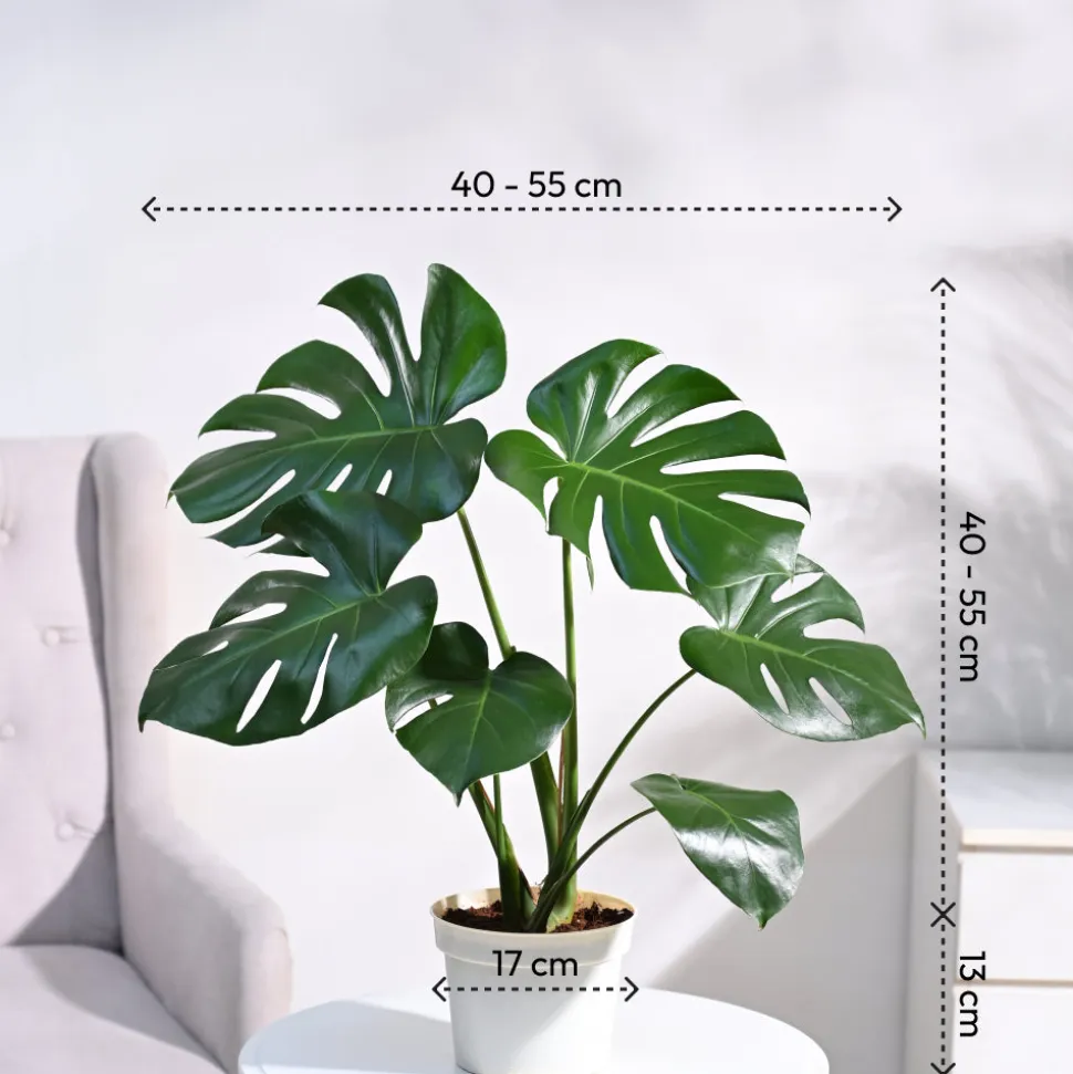 Monstera Deliciosa Plant