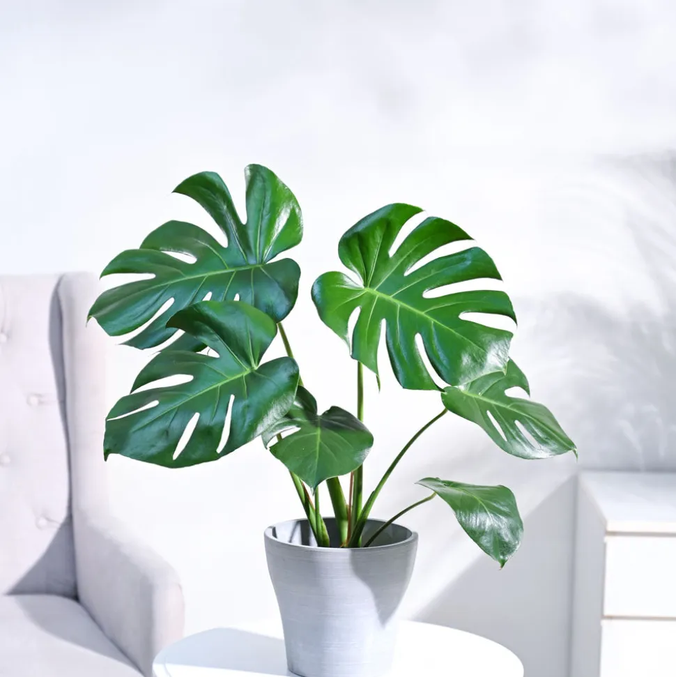Monstera Deliciosa Plant