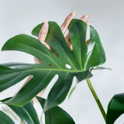 Monstera Deliciosa Plant