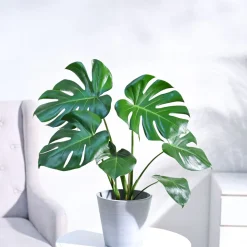 Monstera Deliciosa Plant