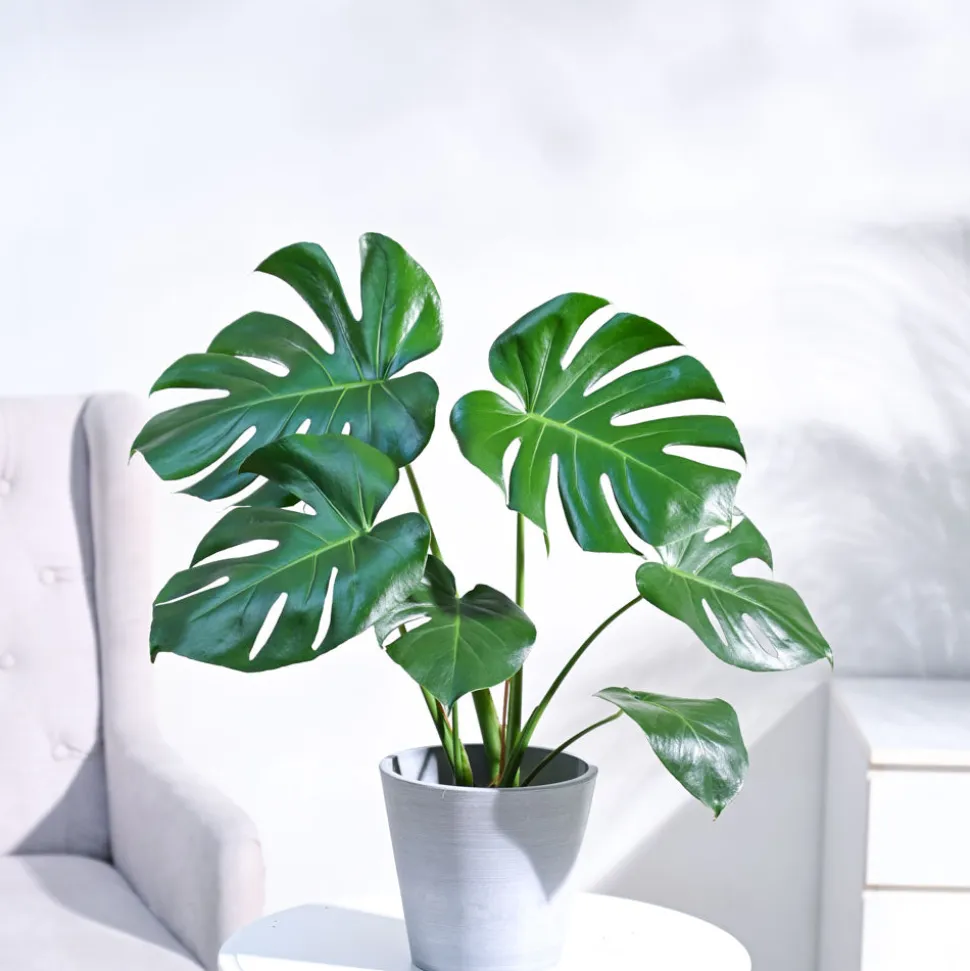 Monstera Deliciosa Plant