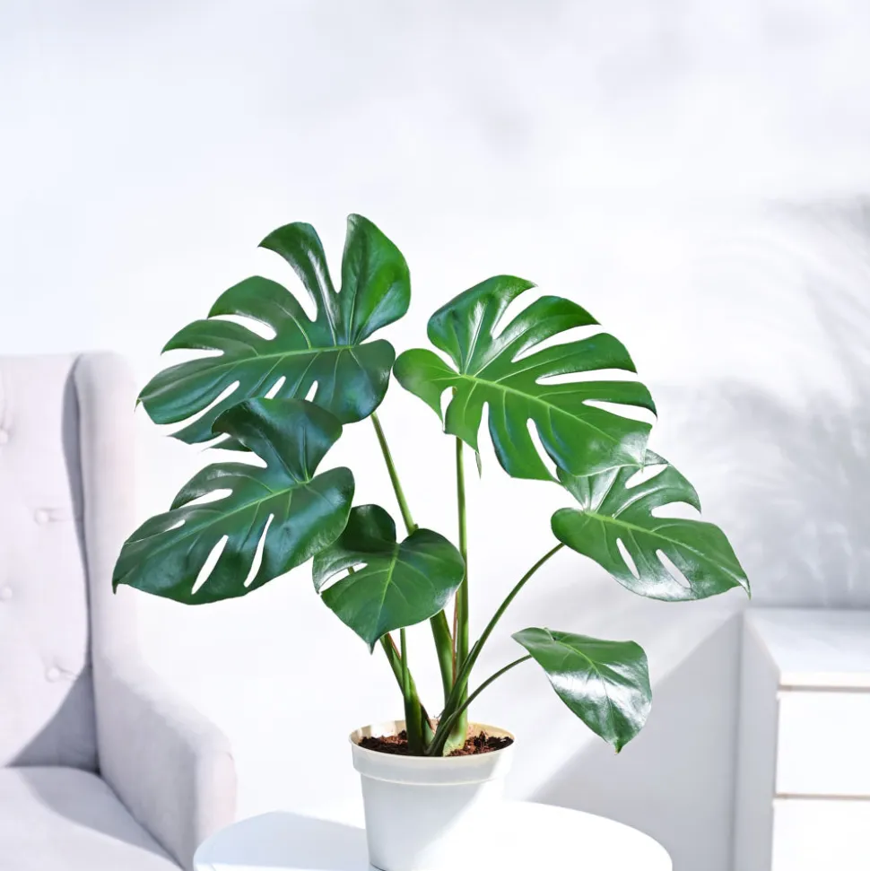 Monstera Deliciosa Plant