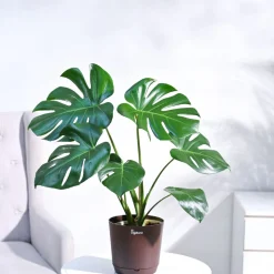 Monstera Deliciosa Plant
