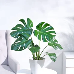 Monstera Deliciosa Plant