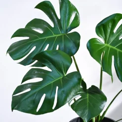 Monstera Deliciosa Plant