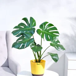 Monstera Deliciosa Plant