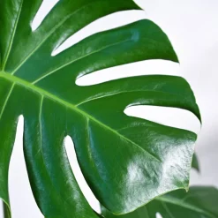 Monstera Deliciosa Plant