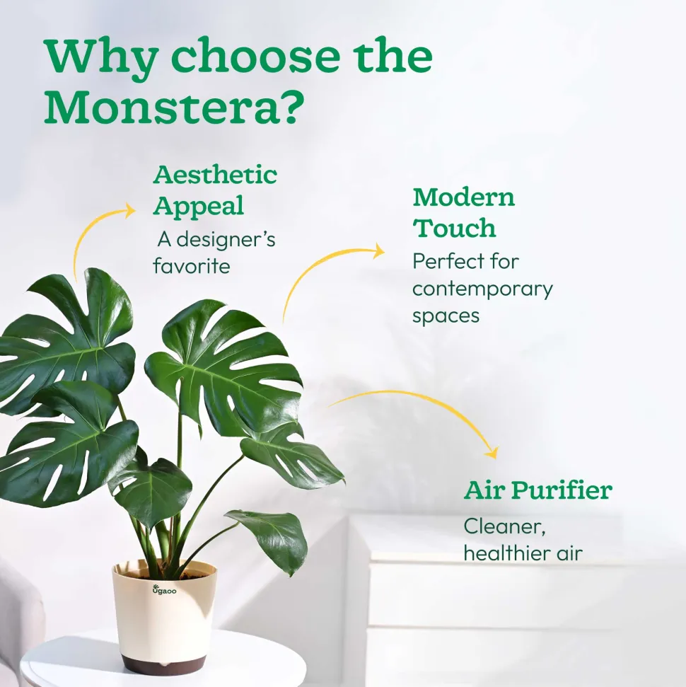 Monstera Deliciosa Plant