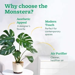 Monstera Deliciosa Plant