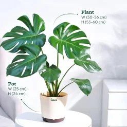 Monstera Deliciosa Plant