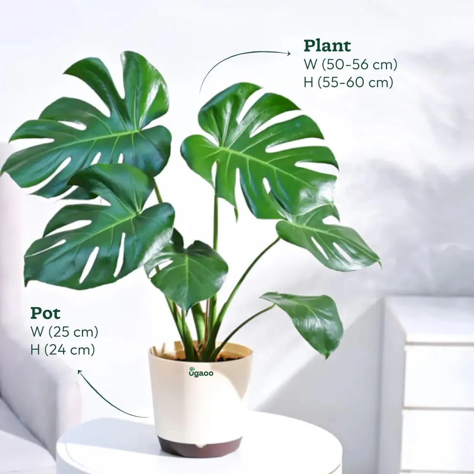 Monstera Deliciosa Plant