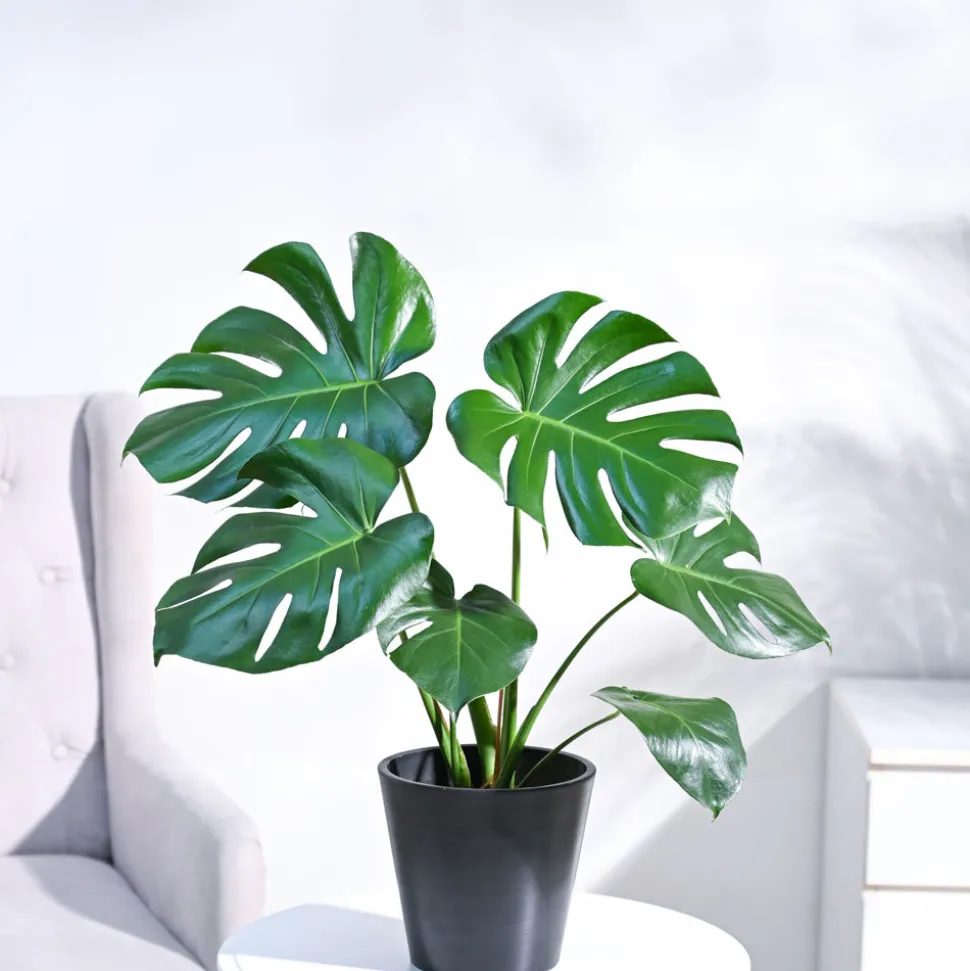 Monstera Deliciosa Plant