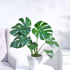 Monstera Deliciosa Plant