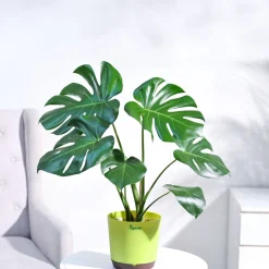 Monstera Deliciosa Plant