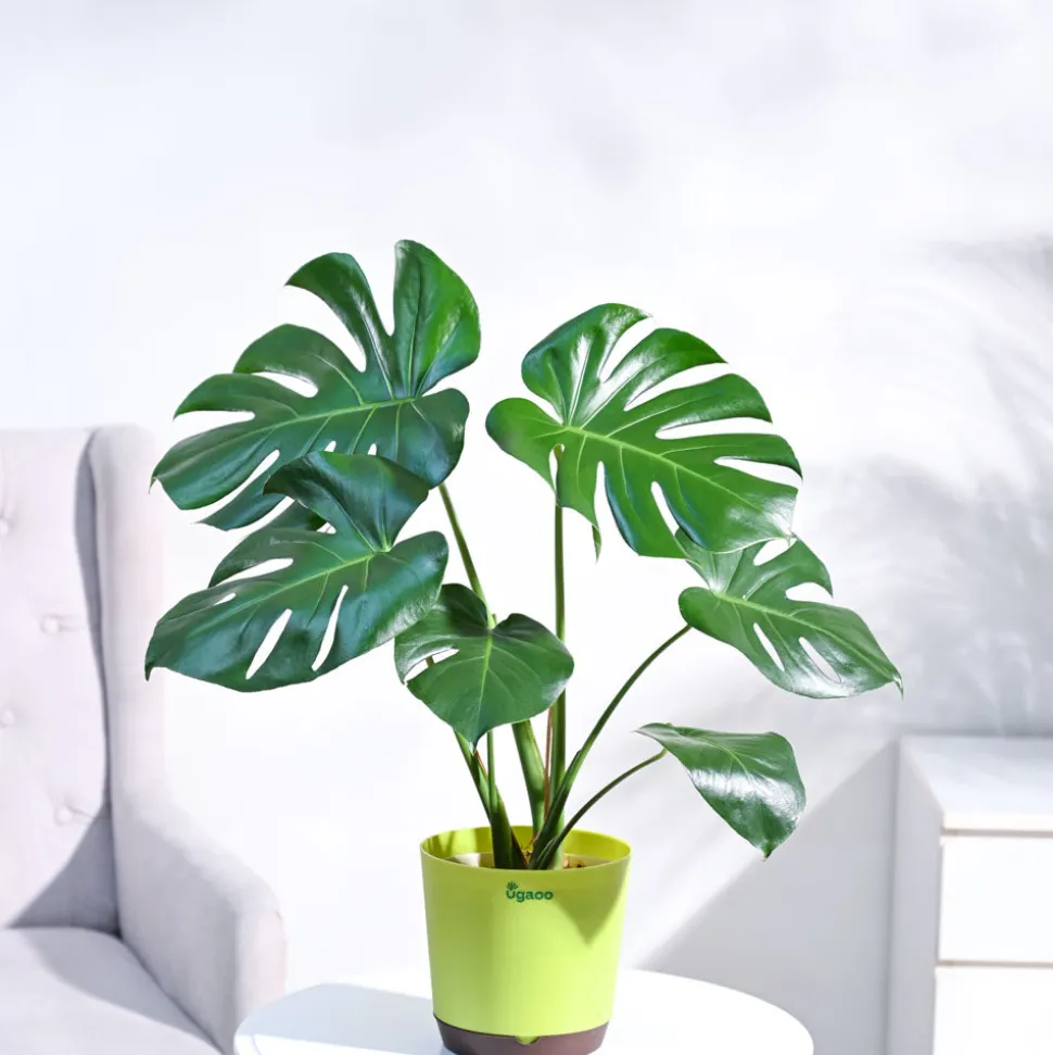 Monstera Deliciosa Plant