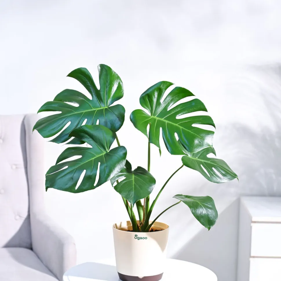 Monstera Deliciosa Plant