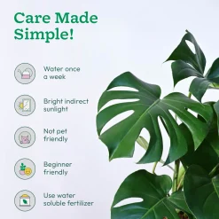 Monstera Deliciosa Plant