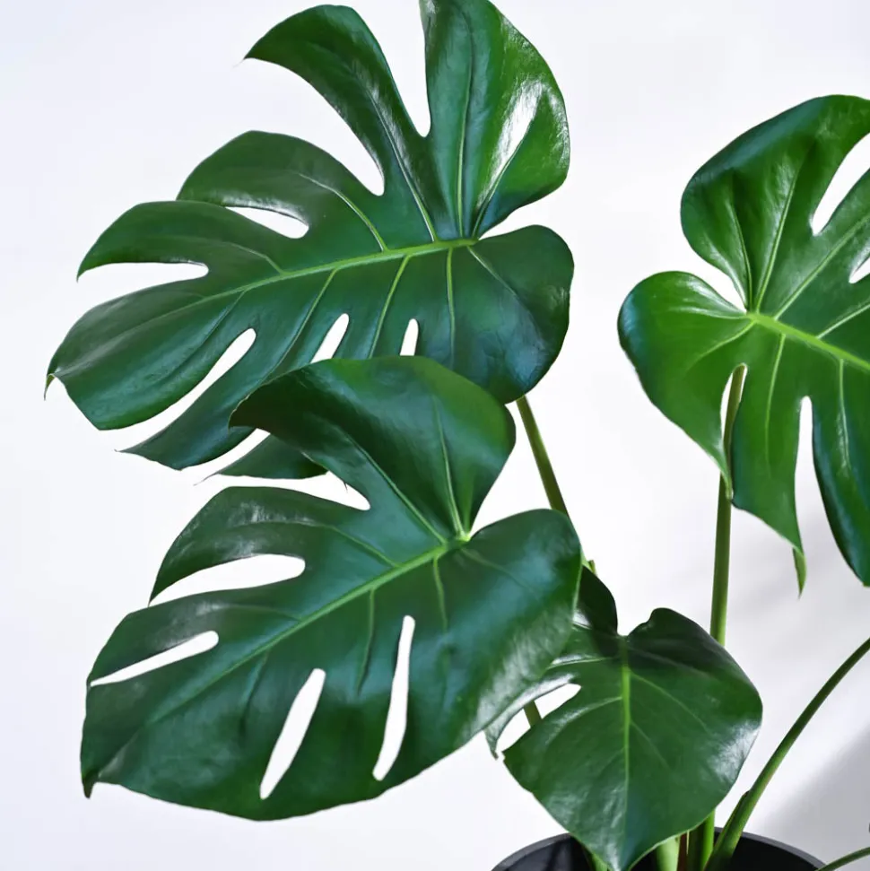 Monstera Deliciosa Plant