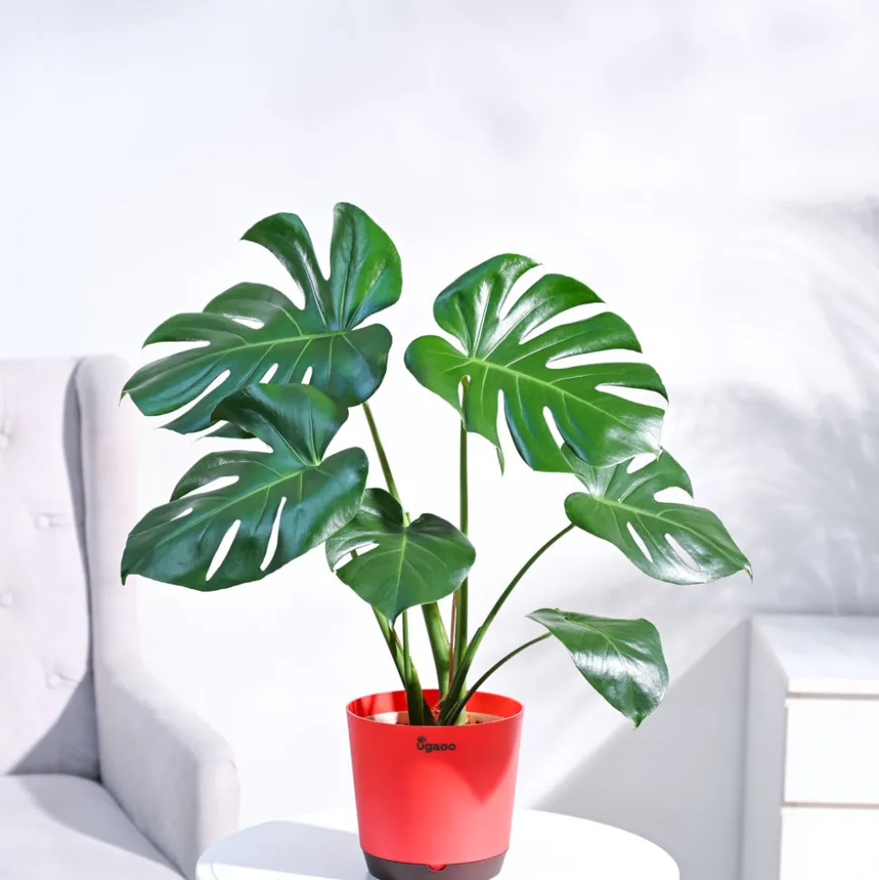 Monstera Deliciosa Plant